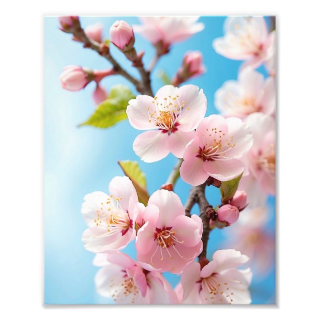  Cherry Blossoms Against a Spring Sky Photo Print (Front)