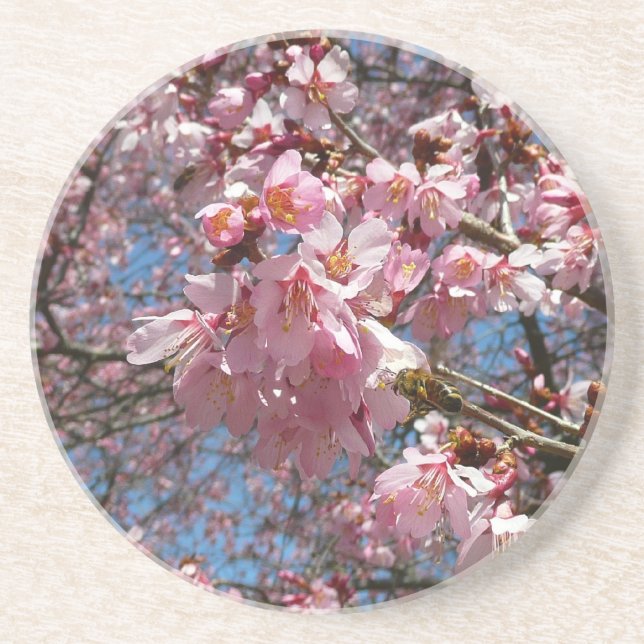 Cherry Blossoms and Bee Pink Spring Flowers Coaster (Front)