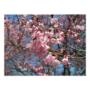 Cherry Blossoms and Bee Pink Spring Flowers Photo Print