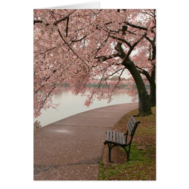 Cherry Blossoms and Bench (Front)