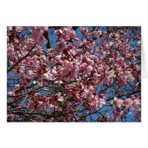 Cherry Blossoms and Blue Sky Spring Floral