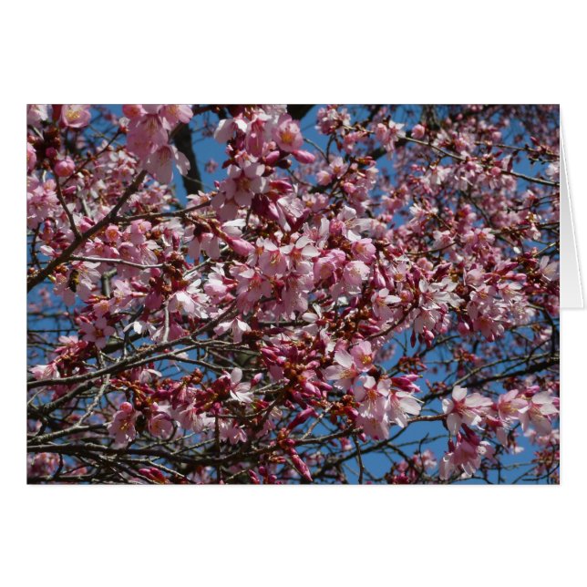 Cherry Blossoms and Blue Sky Spring Floral (Front Horizontal)