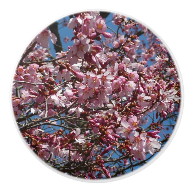 Cherry Blossoms and Blue Sky Spring Floral Ceramic Knob (Front)