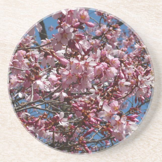 Cherry Blossoms and Blue Sky Spring Floral Coaster (Front)