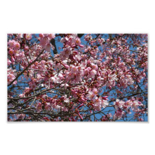 Cherry Blossoms and Blue Sky Spring Floral Photo Print