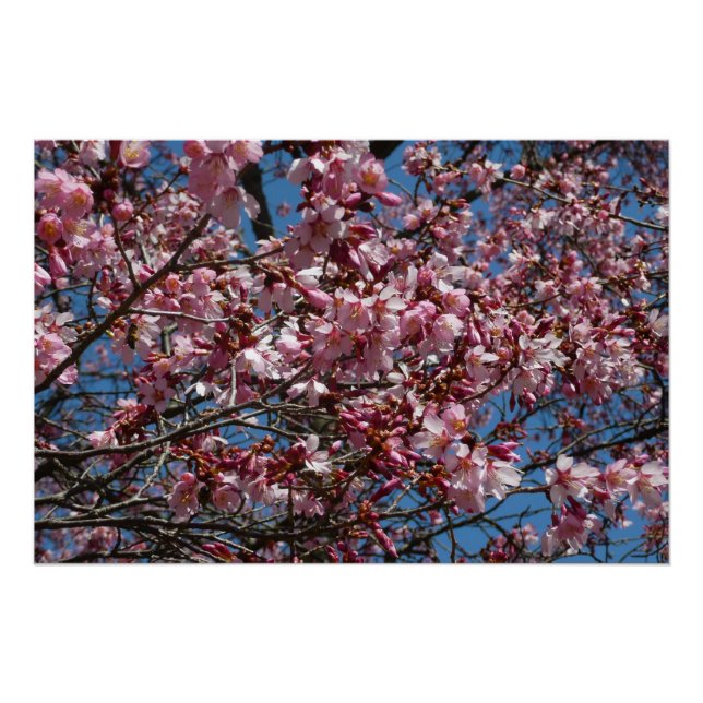 Cherry Blossoms and Blue Sky Spring Floral Poster (Front)