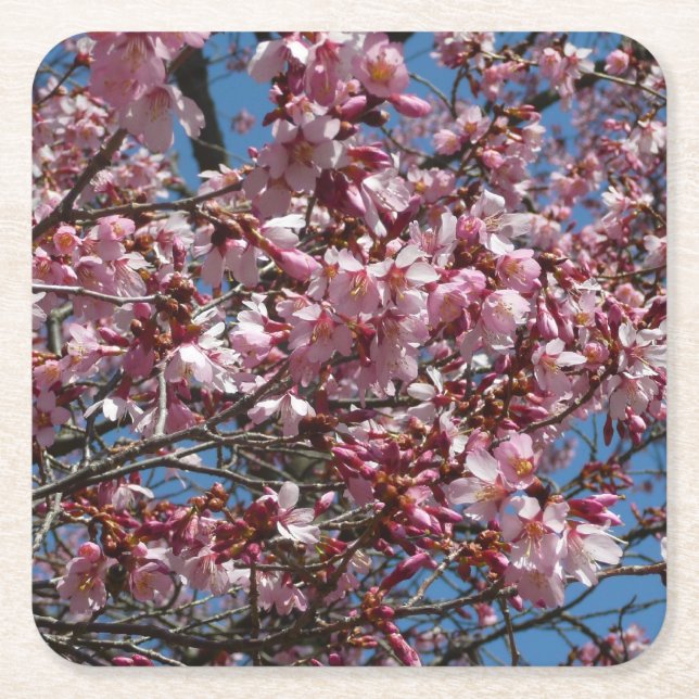 Cherry Blossoms and Blue Sky Spring Floral Square Paper Coaster (Front)