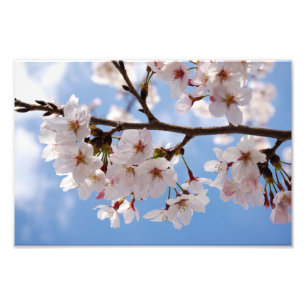 Cherry blossoms and light-blue sky photo print