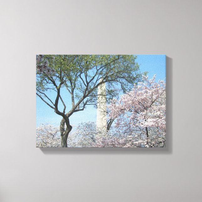 Cherry Blossoms and the Washington Monument in DC Canvas Print (Front)