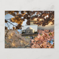 Cherry Blossoms at DC's Tidal Basin