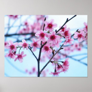 Cherry Blossoms - B Poster
