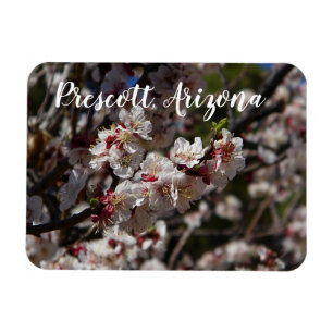 Cherry Blossoms blooming in Prescott, Arizona Magnet