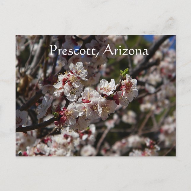Cherry Blossoms blooming in Prescott,Arizona Postcard (Front)