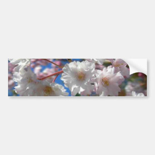 Cherry Blossoms Bumper Sticker