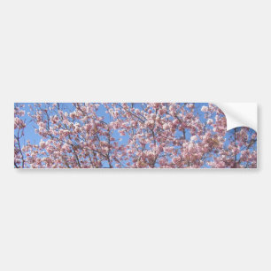 Cherry Blossoms Bumper Sticker
