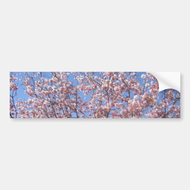 Cherry Blossoms Bumper Sticker (Front)