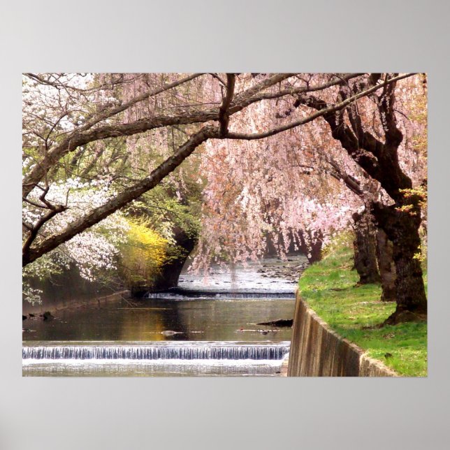 Cherry Blossoms by the Mill Stream Poster (Front)