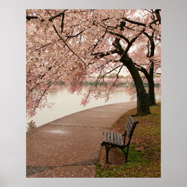 Cherry Blossoms Canvas Print (Front)