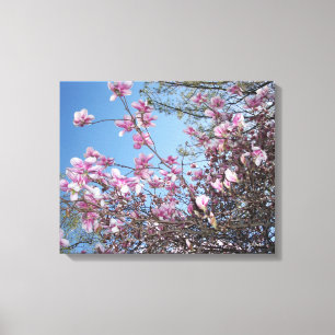 Cherry Blossoms Canvas Print