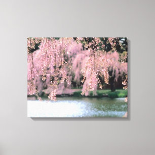 Cherry Blossoms Canvas Print