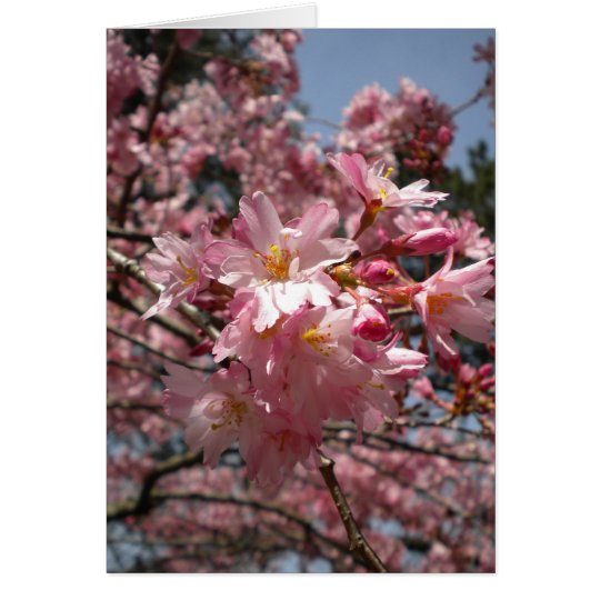 Cherry blossoms card