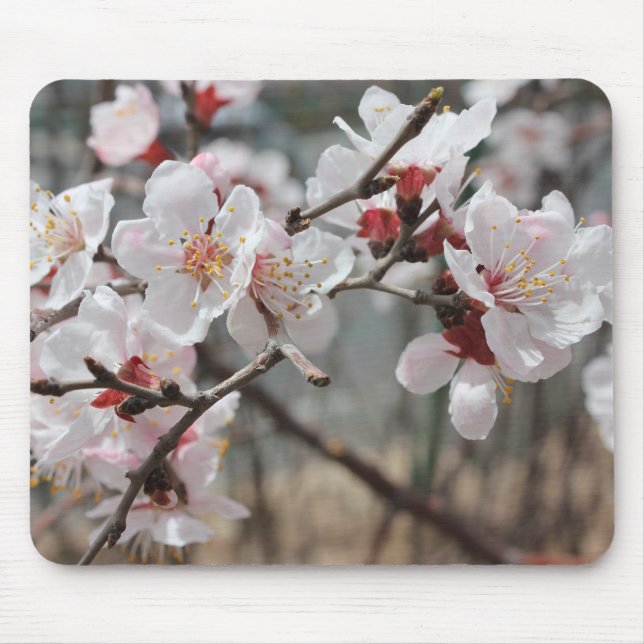 Cherry blossoms, cherry blossoms, Early spring Mouse Mat (Front)