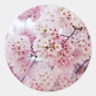 Cherry Blossoms Classic Round Sticker