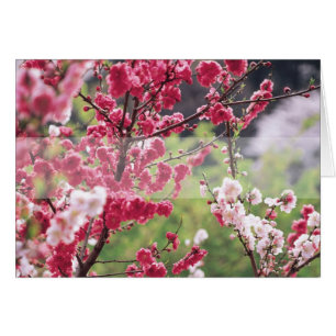 Cherry Blossoms D1 Blank Floral Greeting Card