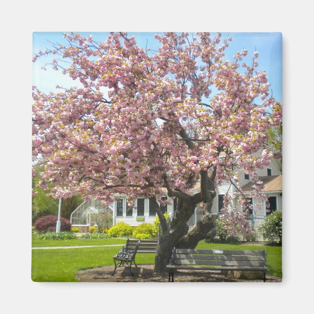 Cherry Blossoms, Elizabeth Park, Hartford CT Magnet (Front)