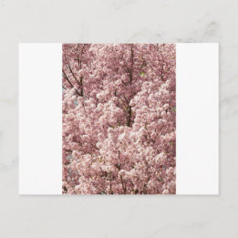 Cherry Blossoms Flowers Tree Nature Destiny Park Postcard