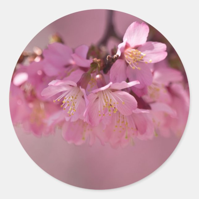 Cherry Blossoms Hot Spring  2012 Apparel  & Gifts Classic Round Sticker (Front)