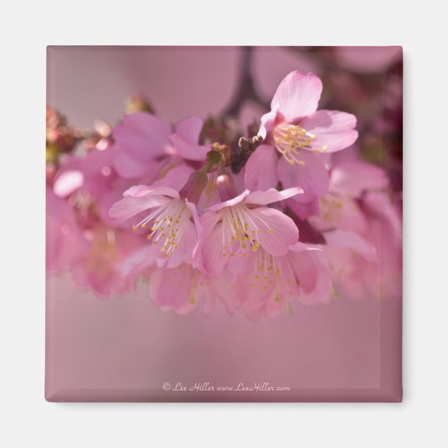 Cherry Blossoms Hot Spring  2012 Apparel  & Gifts Magnet (Front)