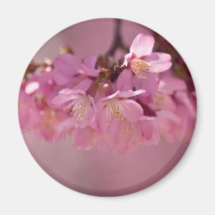 Cherry Blossoms Hot Spring  2012 Apparel  & Gifts Magnet