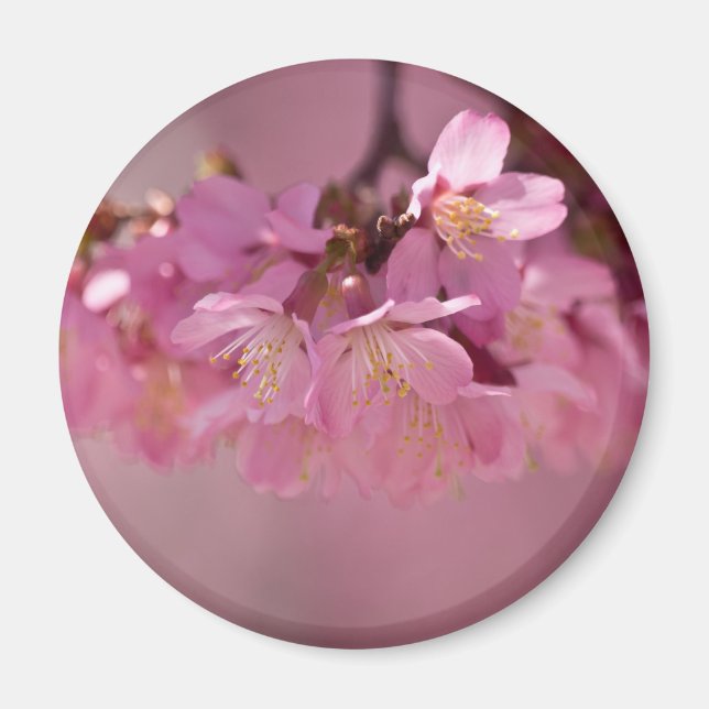 Cherry Blossoms Hot Spring  2012 Apparel  & Gifts Magnet (Front)