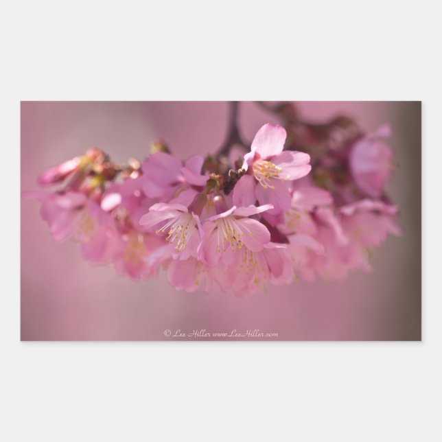 Cherry Blossoms Hot Spring  2012 Apparel  & Gifts Rectangular Sticker (Front)