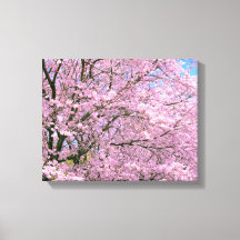 Cherry Blossoms in Bloom