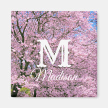 Cherry Blossoms in Bloom