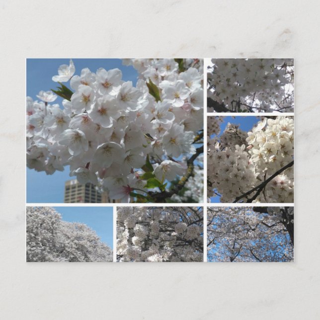 Cherry Blossoms in bloom postcard (Front)