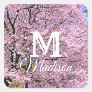 Cherry Blossoms in Bloom Square Sticker