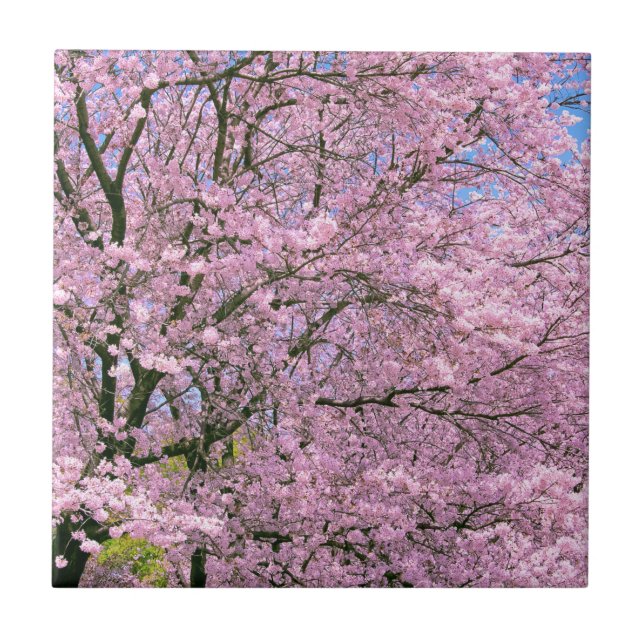 Cherry Blossoms in Bloom Tile (Front)