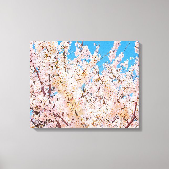Cherry Blossoms in Full Bloom Canvas Print (Front)