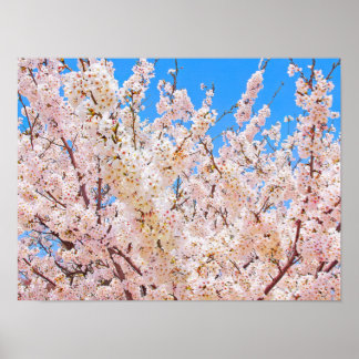 Cherry Blossoms in Full Bloom Poster