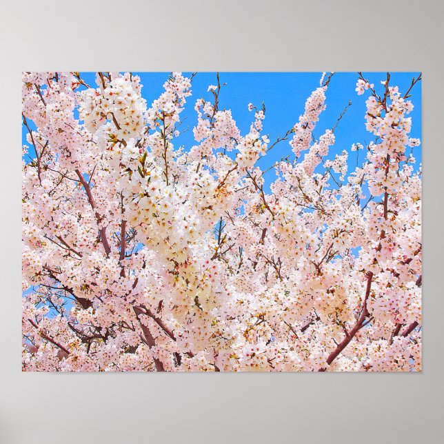 Cherry Blossoms in Full Bloom Poster (Front)