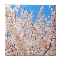 Cherry Blossoms in Full Bloom