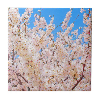 Cherry Blossoms in Full Bloom Tile