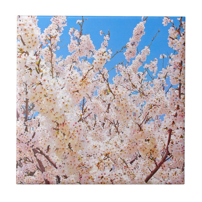 Cherry Blossoms in Full Bloom Tile (Front)