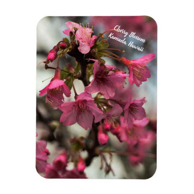 Cherry Blossoms in Hawaii Magnet (Vertical)