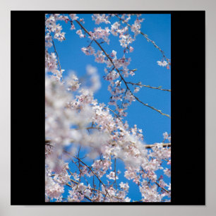 Cherry Blossoms in Japan Poster