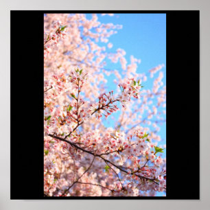 Cherry Blossoms in Japan Poster
