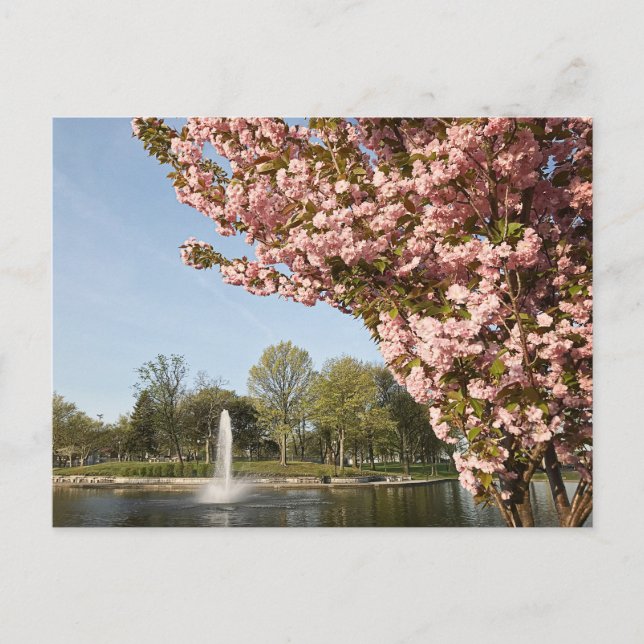 Cherry Blossoms in Lincoln Park Postcard (Front)